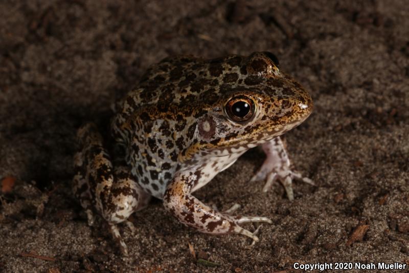 Gopher Frog (Lithobates capito)