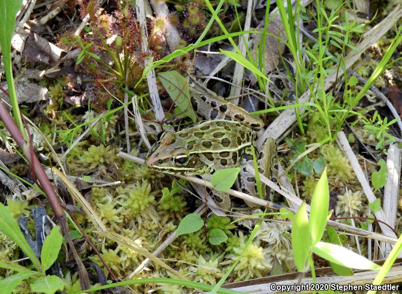 Southern Leopard Frog (Lithobates sphenocephalus utricularius)