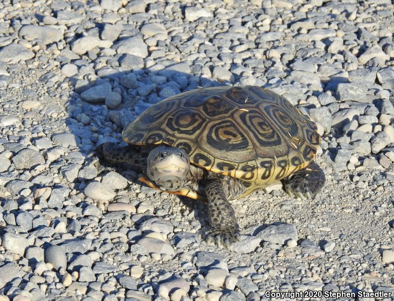 Northern Diamond-backed Terrapin (Malaclemys terrapin terrapin)