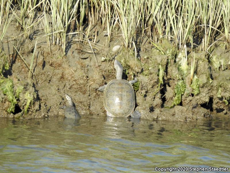 Northern Diamond-backed Terrapin (Malaclemys terrapin terrapin)