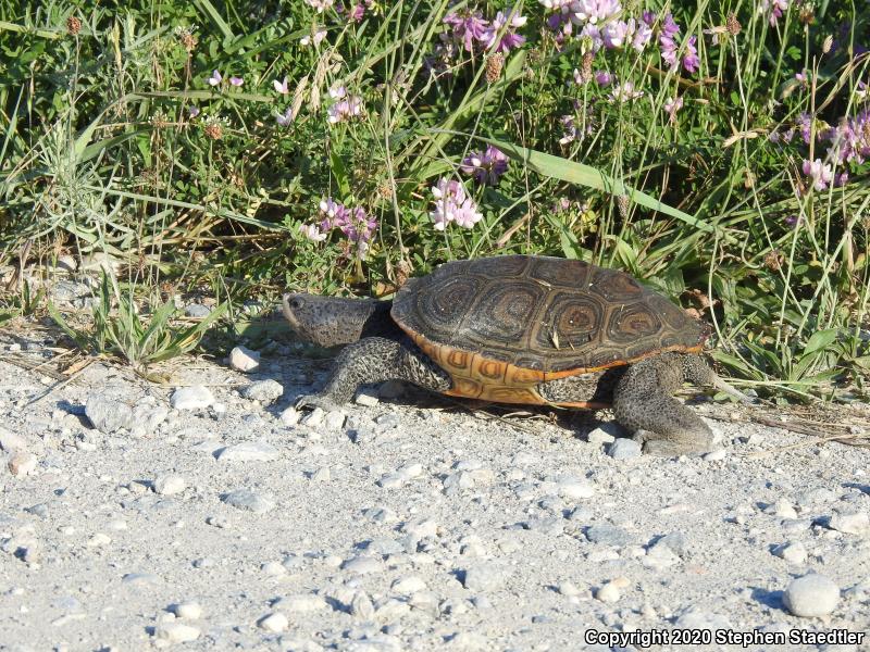 Northern Diamond-backed Terrapin (Malaclemys terrapin terrapin)