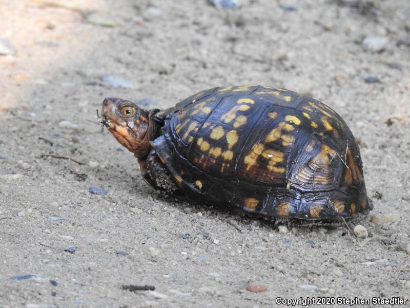 Eastern Box Turtle (Terrapene carolina carolina)