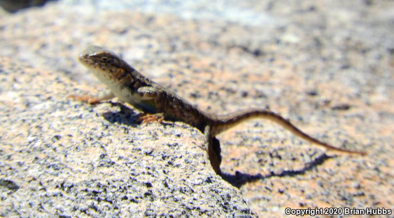 Western Sagebrush Lizard (Sceloporus graciosus gracilis)