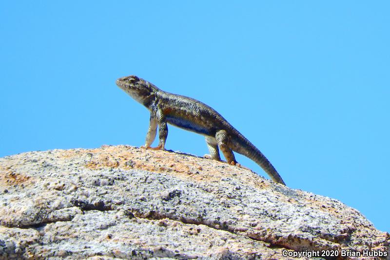 Western Sagebrush Lizard (Sceloporus graciosus gracilis)