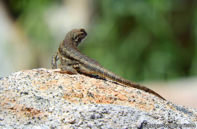 Western Sagebrush Lizard (Sceloporus graciosus gracilis)