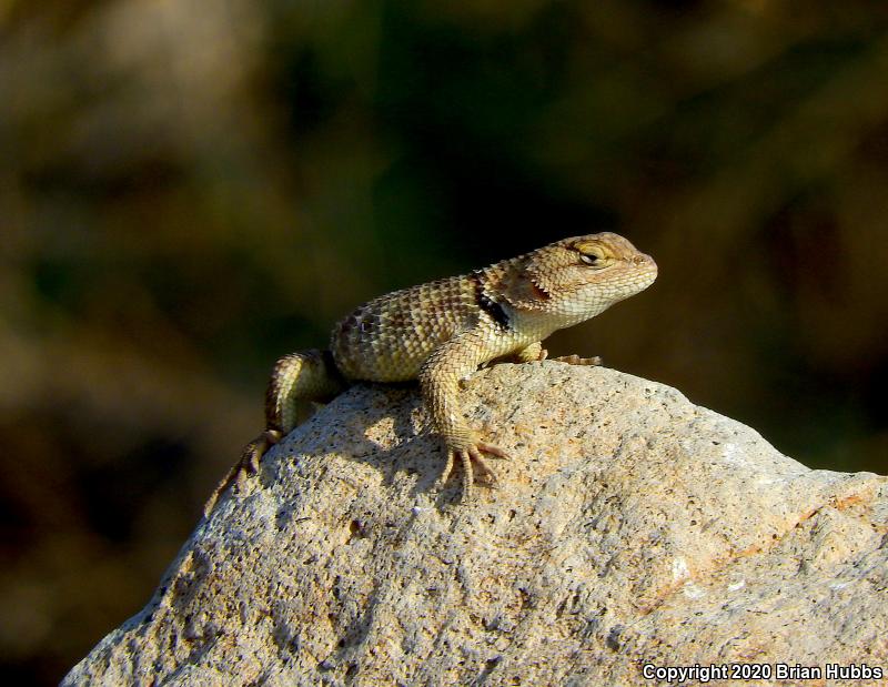 Yellow-backed Spiny Lizard (Sceloporus uniformis)