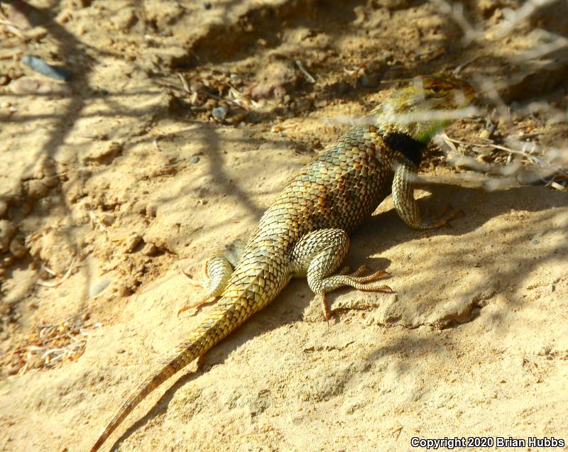 Yellow-backed Spiny Lizard (Sceloporus uniformis)