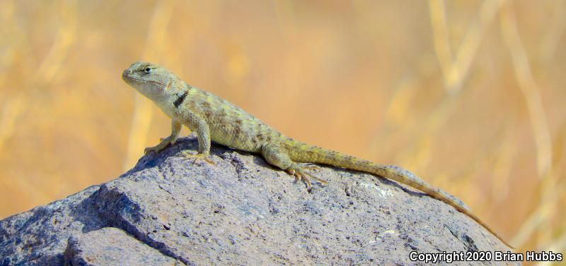 Yellow-backed Spiny Lizard (Sceloporus uniformis)