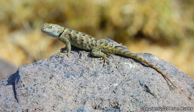 Yellow-backed Spiny Lizard (Sceloporus uniformis)