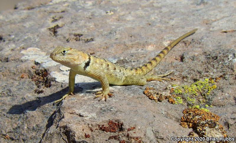 Yellow-backed Spiny Lizard (Sceloporus uniformis)