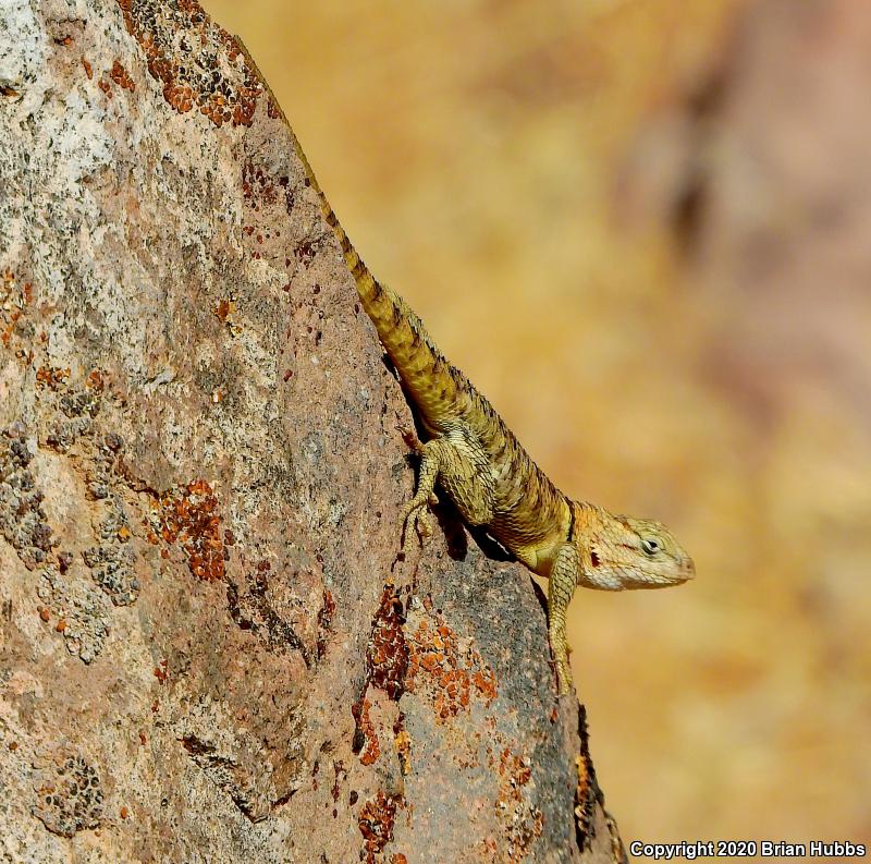 Yellow-backed Spiny Lizard (Sceloporus uniformis)