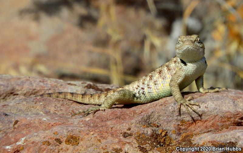 Yellow-backed Spiny Lizard (Sceloporus uniformis)