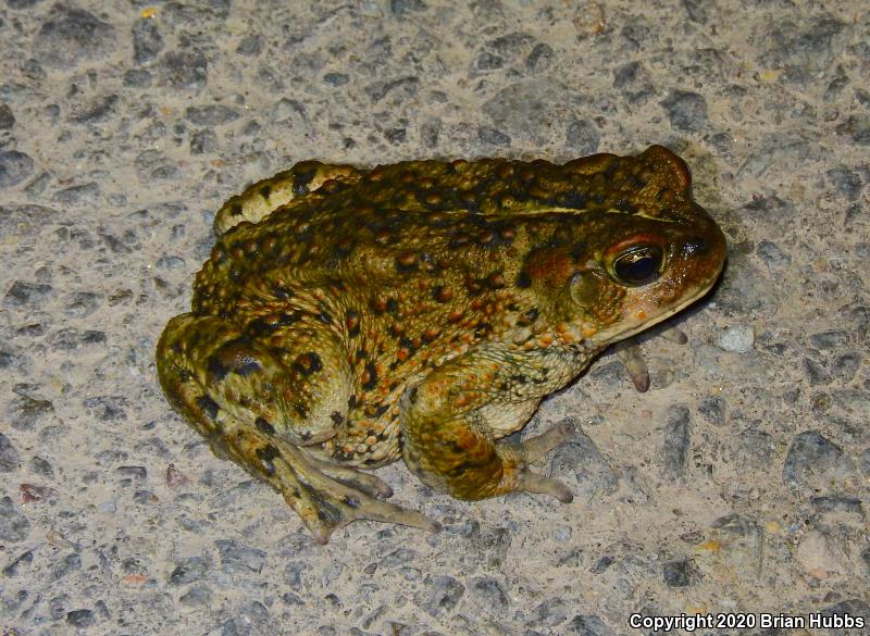 Southern California Toad (Anaxyrus boreas halophilus)