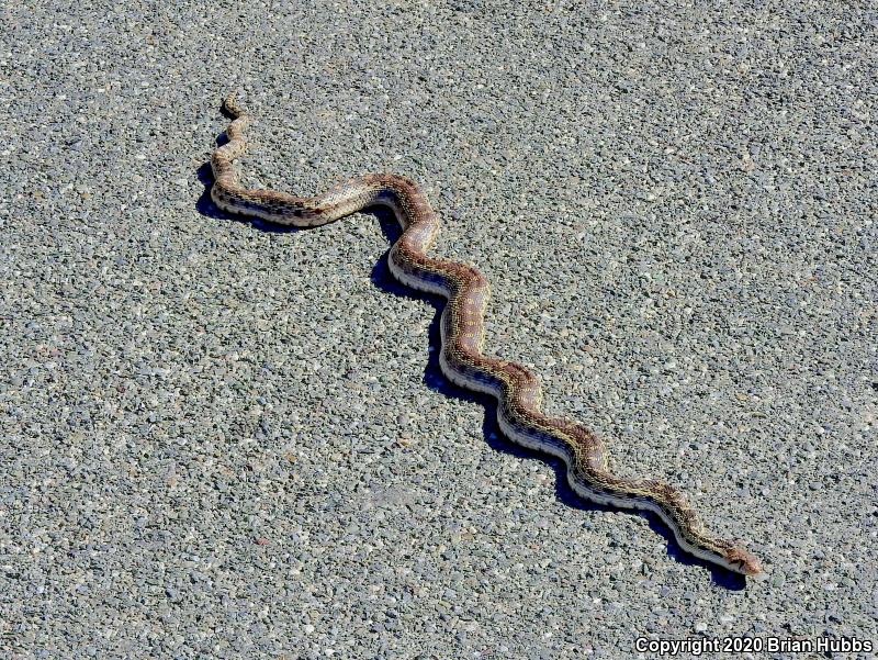 Pacific Gopher Snake (Pituophis catenifer catenifer)