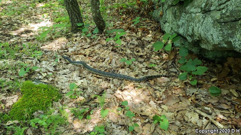 Eastern Hog-nosed Snake (Heterodon platirhinos)