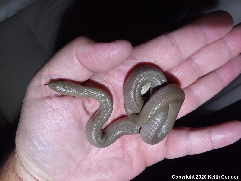 Northern Rubber Boa (Charina bottae)