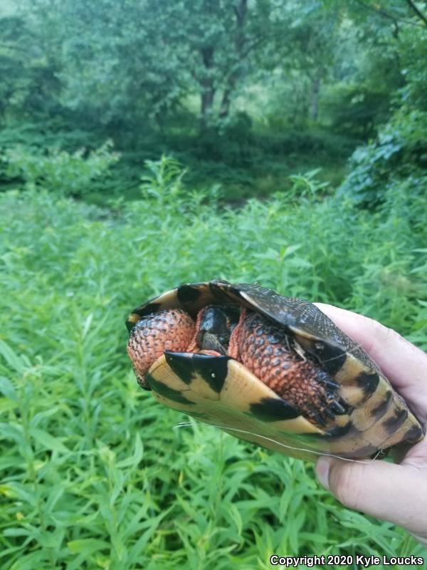 Wood Turtle (Glyptemys insculpta)