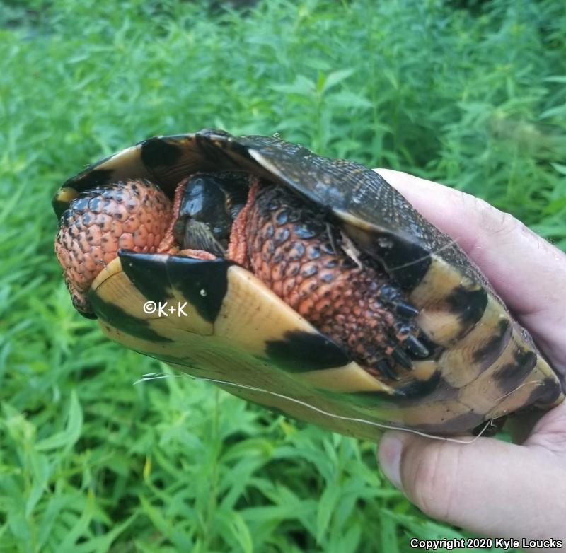 Wood Turtle (Glyptemys insculpta)