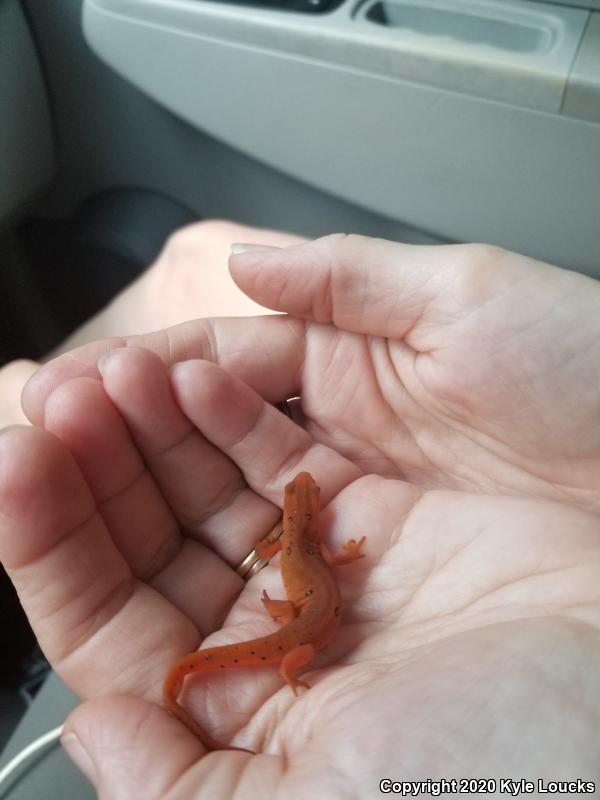 Red-Spotted Newt (Notophthalmus viridescens viridescens)