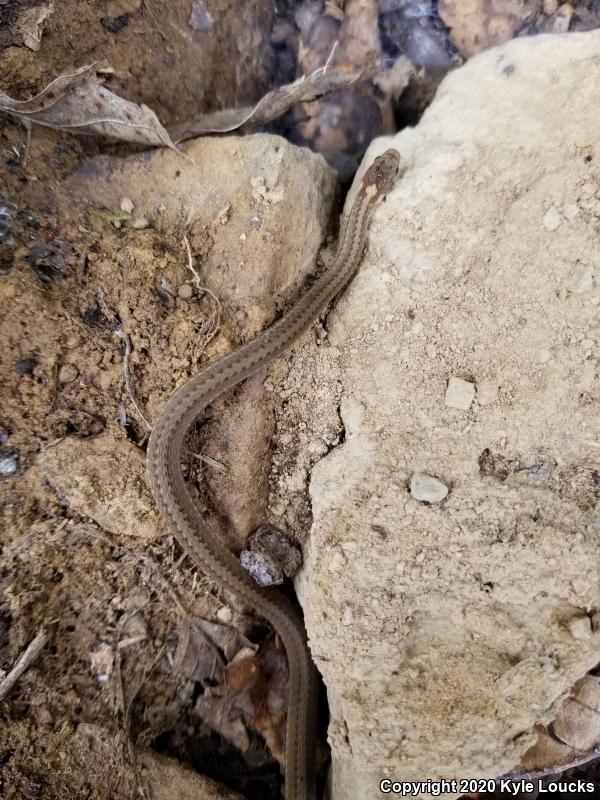 Northern Red-bellied Snake (Storeria occipitomaculata occipitomaculata)