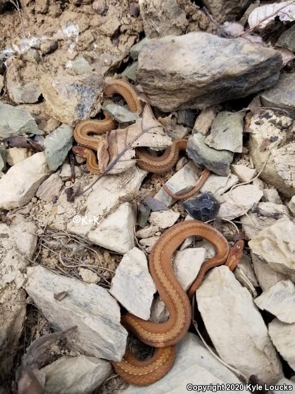 Northern Red-bellied Snake (Storeria occipitomaculata occipitomaculata)