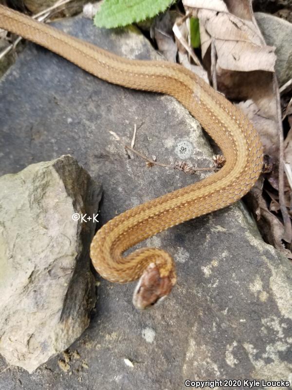 Northern Red-bellied Snake (Storeria occipitomaculata occipitomaculata)