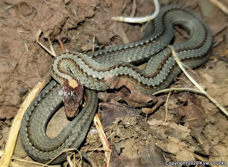 Northern Red-bellied Snake (Storeria occipitomaculata occipitomaculata)