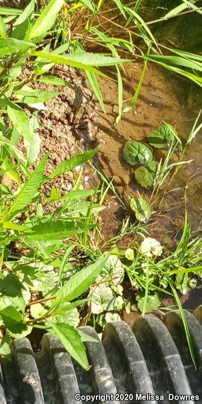 Wood Frog (Lithobates sylvaticus)