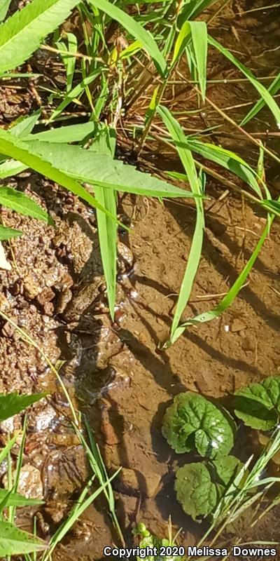 Wood Frog (Lithobates sylvaticus)