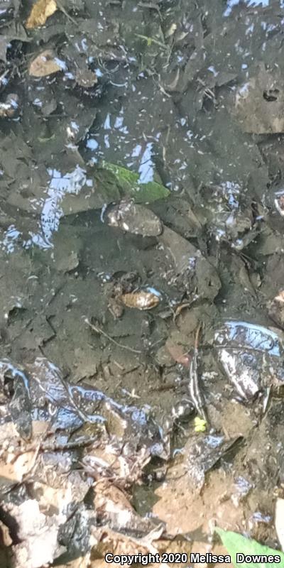 Wood Frog (Lithobates sylvaticus)