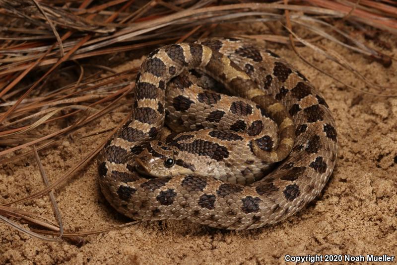 Southern Hog-nosed Snake (Heterodon simus)