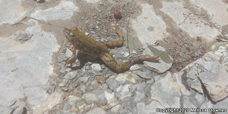 Mink Frog (Lithobates septentrionalis)