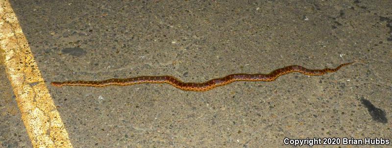 Pacific Gopher Snake (Pituophis catenifer catenifer)