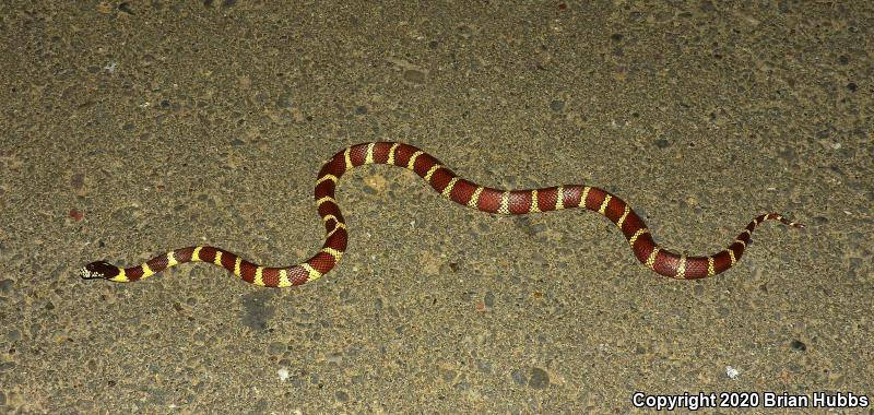 California Kingsnake (Lampropeltis getula californiae)