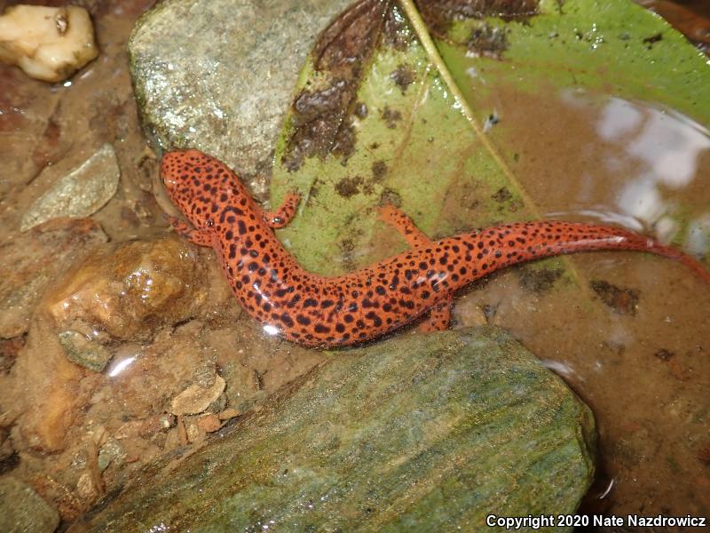 Northern Red Salamander (Pseudotriton ruber ruber)