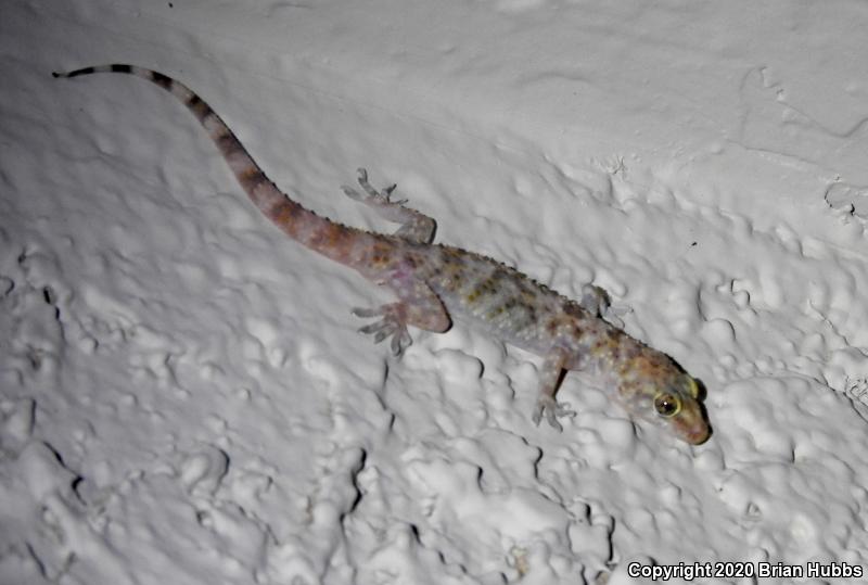 Turkish House Gecko (Hemidactylus turcicus turcicus)