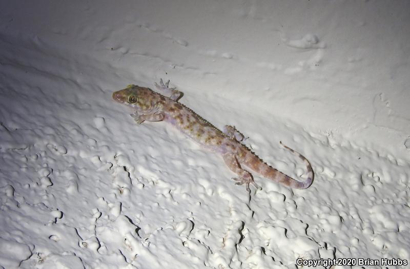 Turkish House Gecko (Hemidactylus turcicus turcicus)