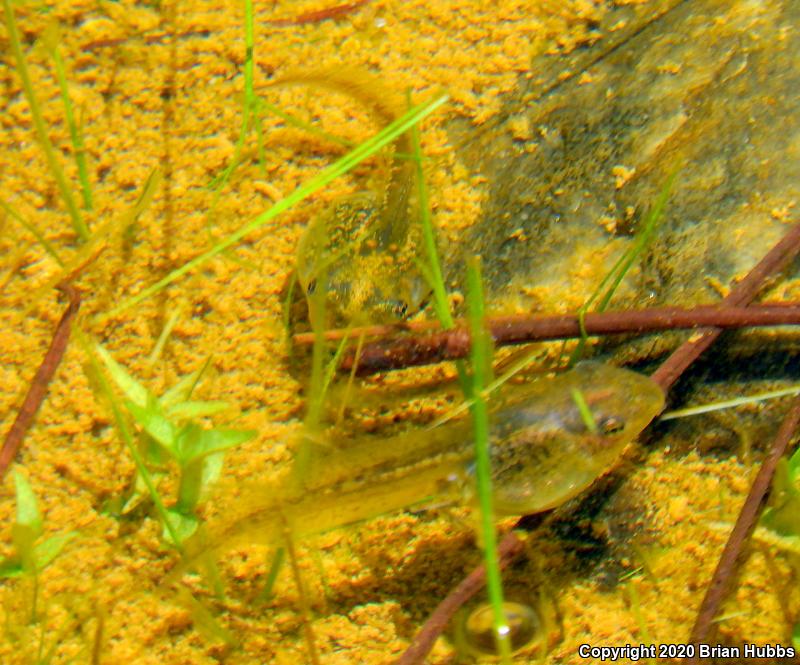 Sierran Treefrog (Pseudacris sierra)