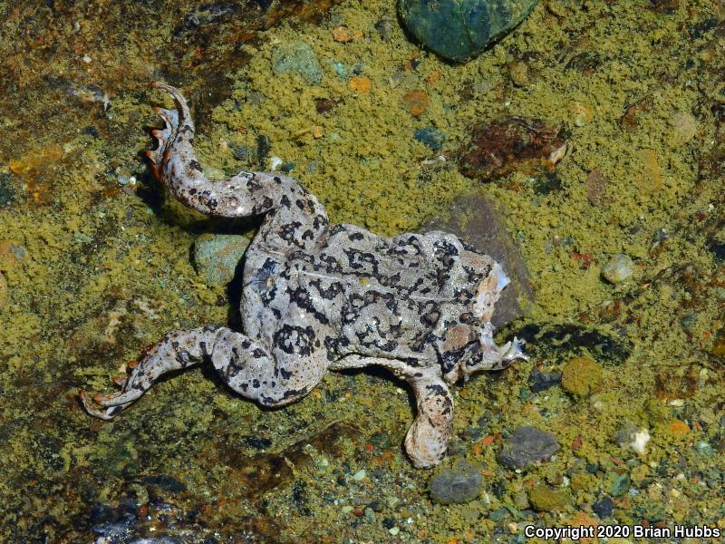 Southern California Toad (Anaxyrus boreas halophilus)