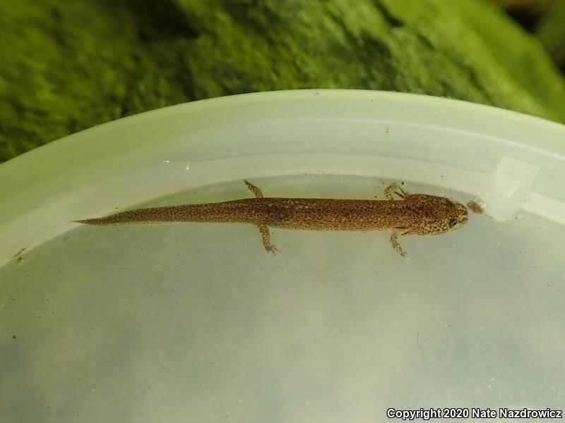 Northern Red Salamander (Pseudotriton ruber ruber)