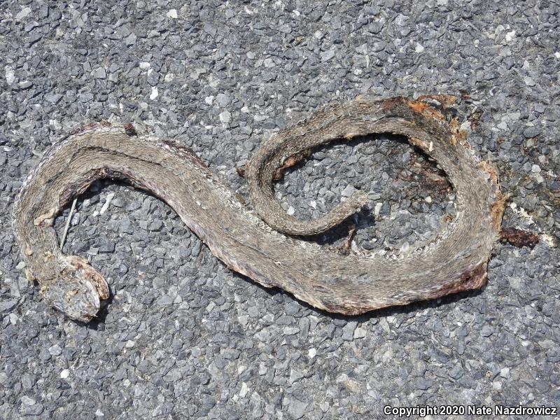 Northern Watersnake (Nerodia sipedon sipedon)