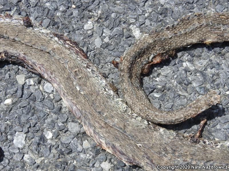 Northern Watersnake (Nerodia sipedon sipedon)