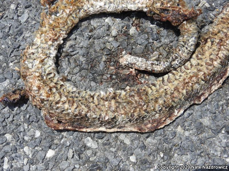 Northern Watersnake (Nerodia sipedon sipedon)