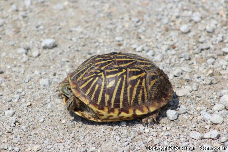 Ornate Box Turtle (Terrapene ornata ornata)