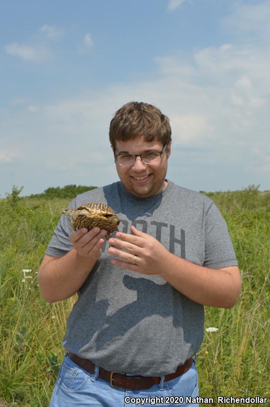 Ornate Box Turtle (Terrapene ornata ornata)