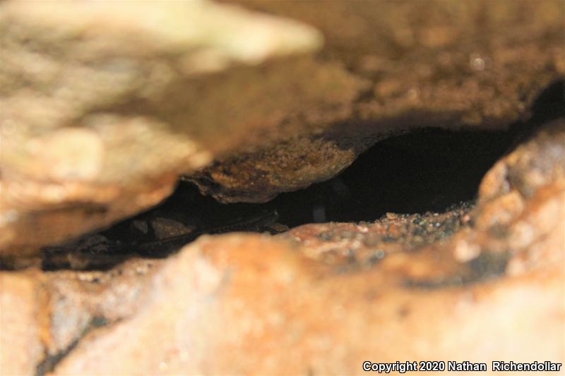 Dark-sided Salamander (Eurycea longicauda melanopleura)