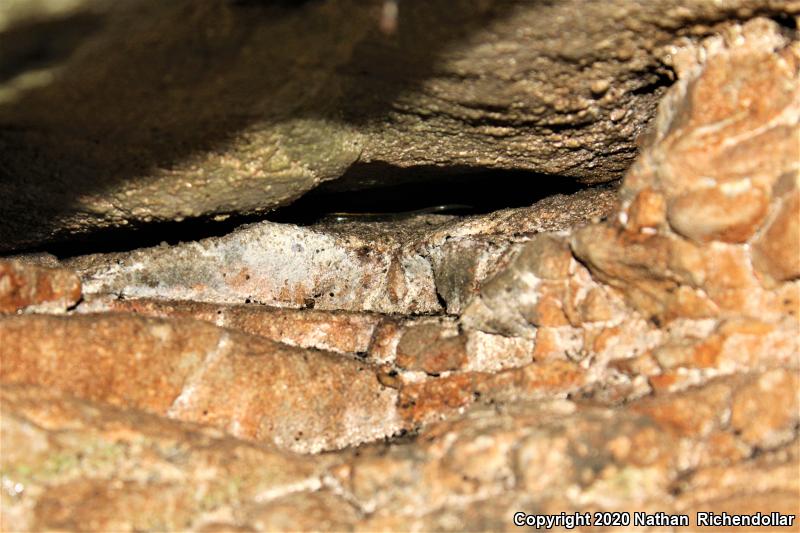 Dark-sided Salamander (Eurycea longicauda melanopleura)