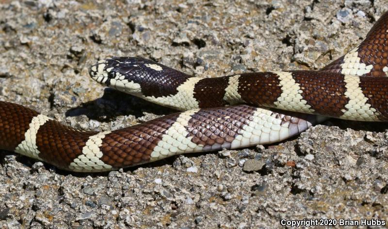 California Kingsnake (Lampropeltis getula californiae)