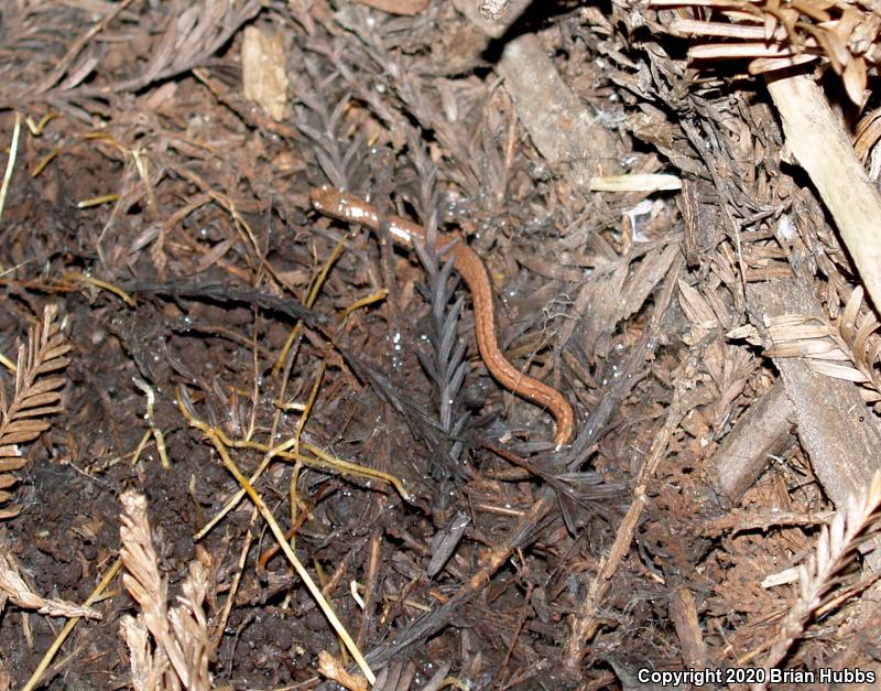 California Slender Salamander (Batrachoseps attenuatus)