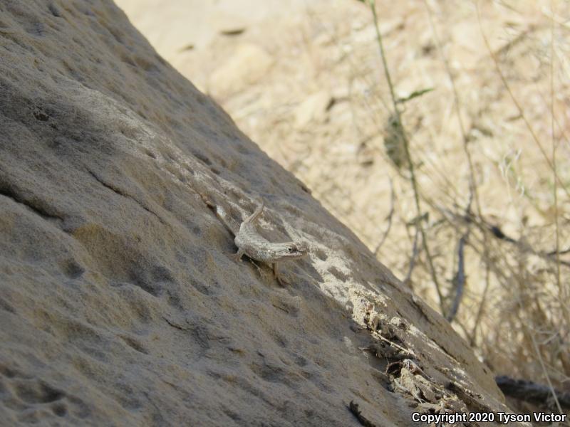 Plateau Fence Lizard (Sceloporus tristichus)